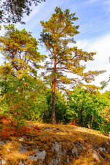 Fototapeta premium Nature of the small histotical Swedish town of Sigtuna