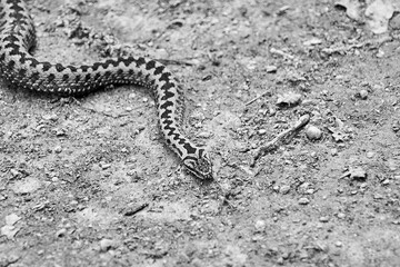 Serpent venimeux , danger .