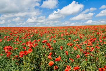 ss red poppy field and blue sky. Beautiful rural background.