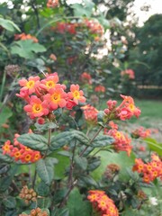 Beautiful orange panama flowers