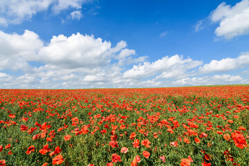 Endless red poppy field and blue sky. Beautiful rural background.
