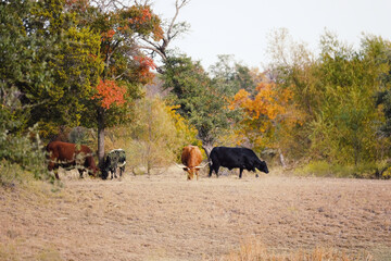 Herd of cattle grazing in Texas field during fall season.