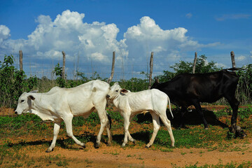 Herd of cow in pasture for cattle breeding, next to a fence, in the hinterland of Ceará state....