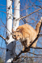 red cat sits on a tree against the sky