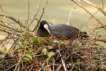 Blässhuhnmutter mit Küken im Nest
