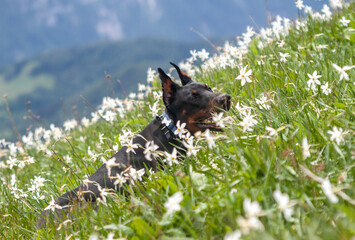 young black doberman breed dog hiking in mountains