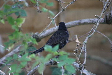 blackbird on a branch