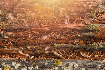 Fototapeta na wymiar a fragment of an old rotten tree trunk, brown, covered with green moss