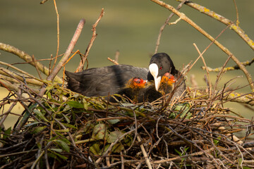 Blässhuhnmutter mit Küken im Nest