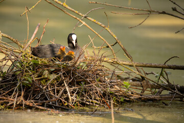 Blässhuhnmutter mit Küken im Nest
