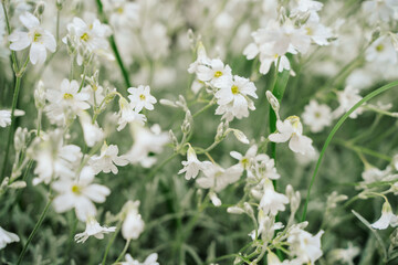 delicate white flowers under dew drops, blue flowering grass in the garden. backgrounds and wallpapers. beauty of nature