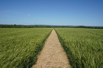 path through a green wheat field and blue sky above