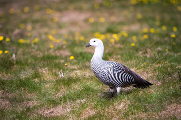It's Upland Goose or Magellan Goose (Chloephaga picta).