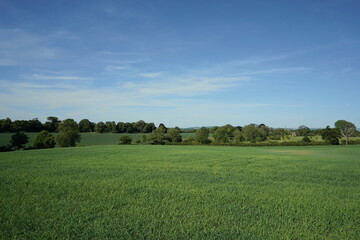 landscape with green grass and blue sky