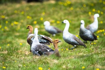 It's Upland Goose or Magellan Goose (Chloephaga picta).