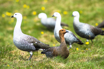 Obraz premium It's Upland Goose or Magellan Goose (Chloephaga picta).