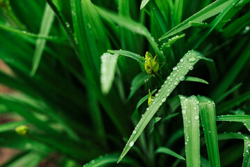 Сlose up drops of water on wet grass after rain. Dew or raindrops on green leaves. beautiful cool color. Fresh plants background. Herbs with dew drops. wallpaper