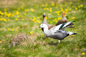 It's Upland Goose or Magellan Goose (Chloephaga picta).