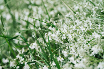 delicate white flowers under dew drops, blue flowering grass in the garden. backgrounds and wallpapers. beauty of nature
