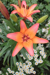 Royal President variety of lilies, on a background of white chamomile.