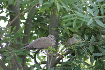 bird on a branch