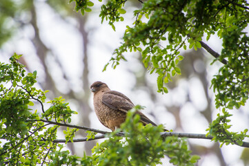It's American Kestrel (Falco sparverius) known 