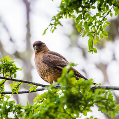 It's American Kestrel (Falco sparverius) known 