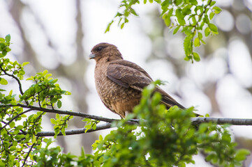 It's American Kestrel (Falco sparverius) known 
