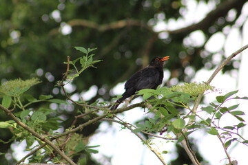 blackbird on tree
