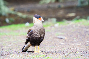 It's Kestrel, Argentina, South America