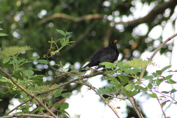 black winged blackbird