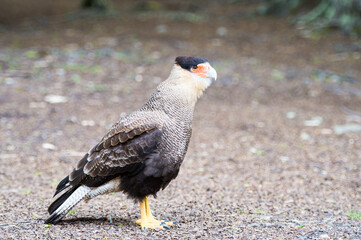 It's Kestrel, Argentina, South America