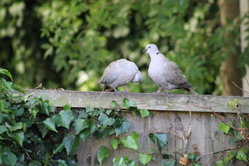 doves on the fence