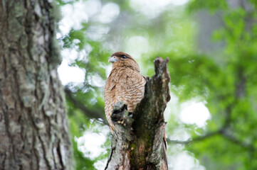 It's Kestrel on a branch of the tree