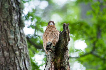 It's Kestrel on a branch of the tree