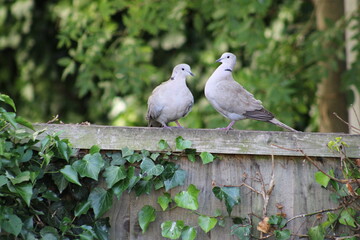 doves on the fence