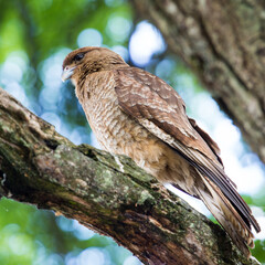 It's Kestrel on a branch of the tree