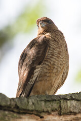 It's Kestrel on a branch of the tree