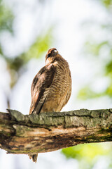 It's Kestrel on a branch of the tree