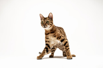 Bengal Cat Studio Shoot