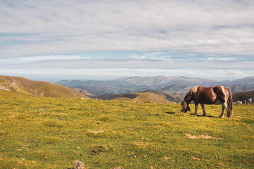 Fototapeta na wymiar Brown horse grazing in Pyrenees mountains, France. Beautiful stallion against scenic mountains landscape. Brown foal in pasture in valley. Wildlife concept. Animals on fresh air. Freedom concept.