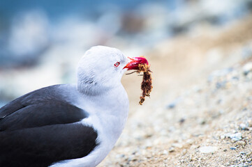 It's Black feather seagull close up