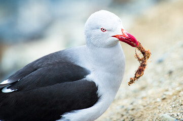 It's Black feather seagull close up