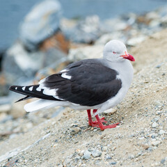 It's Black feather seagull close up
