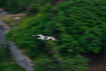 seagull in flight