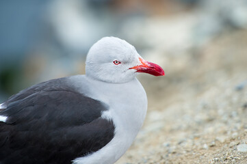 It's Black feather seagull close up