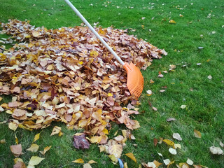 Pile of fall leaves with fan rake on lawn