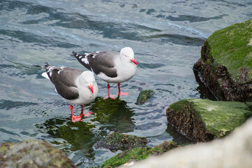 It's Couple of black and white seagulls on the stone