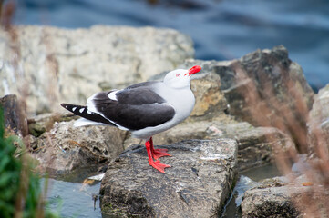 It's Sea gull on the coast of the sea