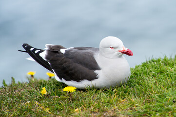 It's Sea gull on the coast of the sea